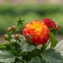 Dahlia – Tequila Sunrise – 6.5″ Pot